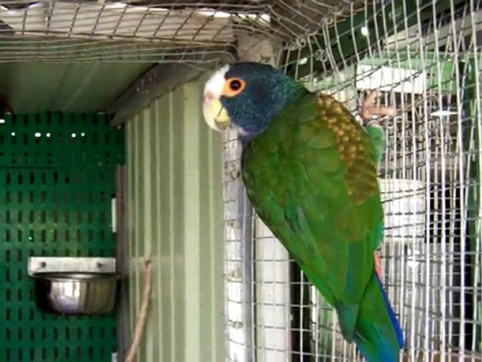 pionus senilis