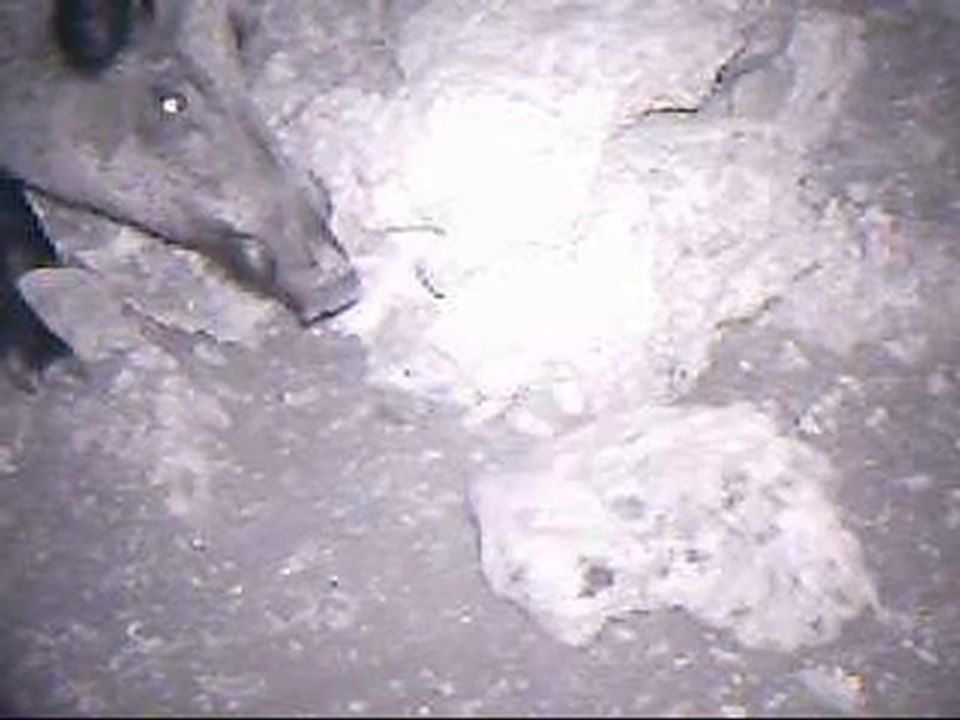 camera de chasse