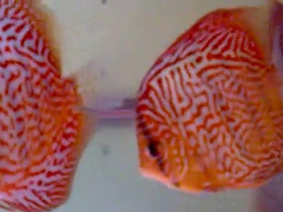 Ağustos 2010 12 aylık leopard mazelerim