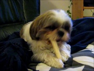 Gatou pendant sa pause nonos