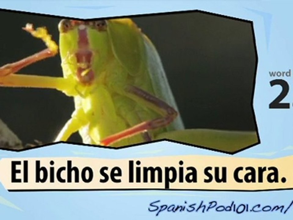 Learn Spanish with Video – Insects II