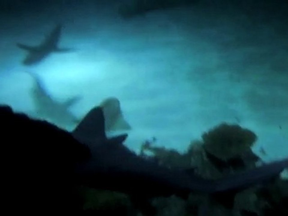 requins de l'aquiarium du mandalay