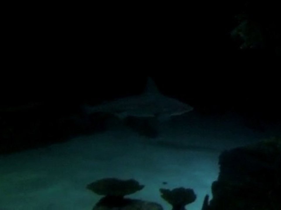 requin aquarium mandalay