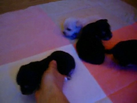 Bébés chihuahuas - 3 1/2 semaines