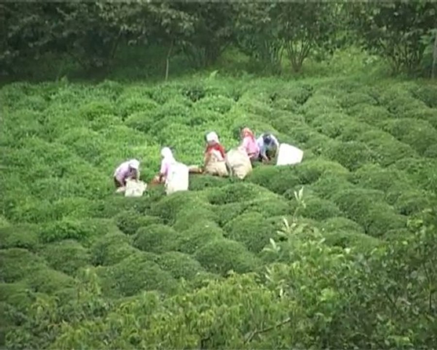 Güce Çay ve Kültür Belgeseli