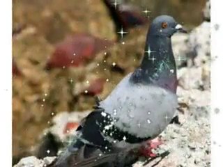 Tamron AF 18-200mm f/3.5-6.3