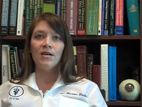 Mt Pleasant SC 29464 Vet Clinic Canine Rehabilitation