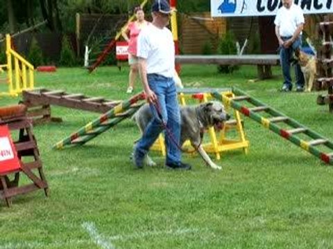 Molosse en refus d'appâts