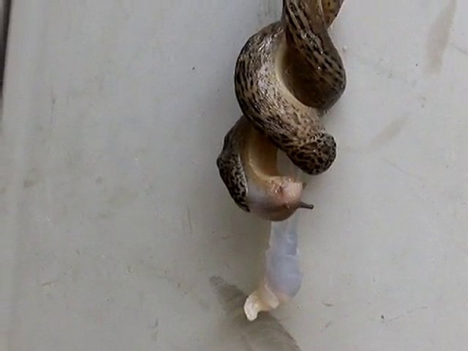 Leçon de chose