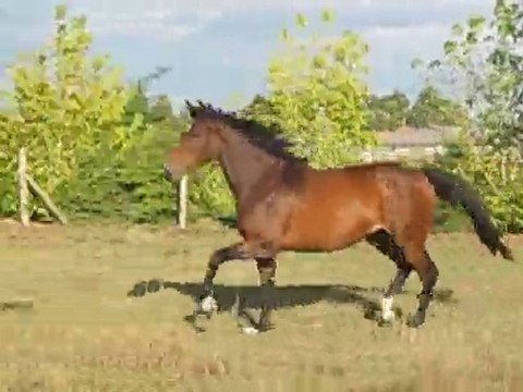 cokine et ses allures en 2010