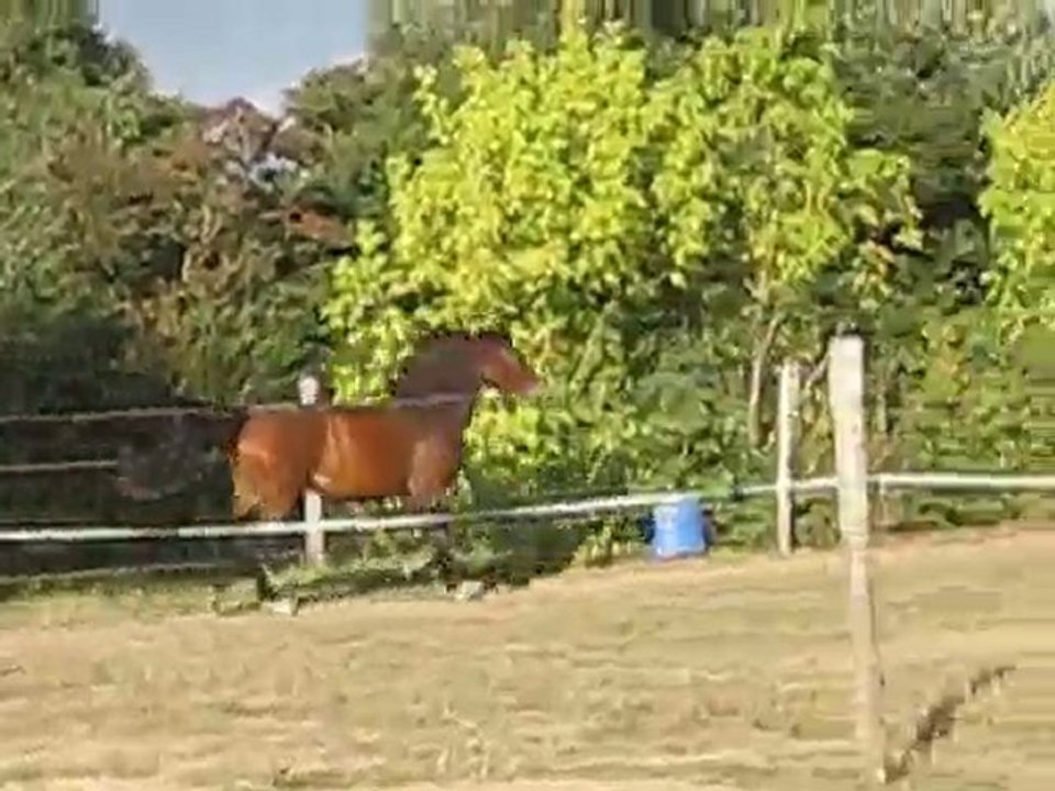 cokine et ses allures en 2010