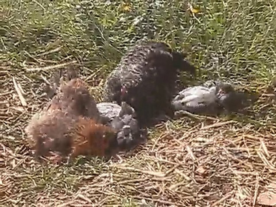 Dori & Popoc se roulent