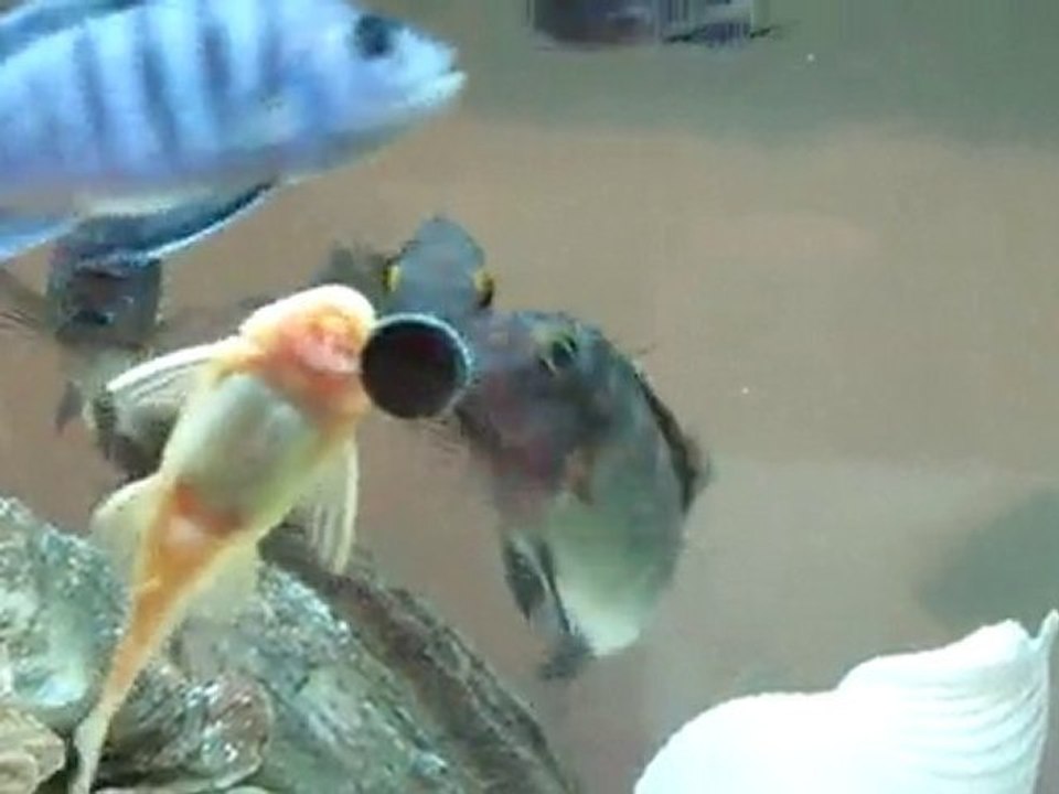 Tropheus chaitika