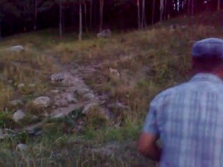 Tilki kuzu çevirmenin kokusuna dayanamadı