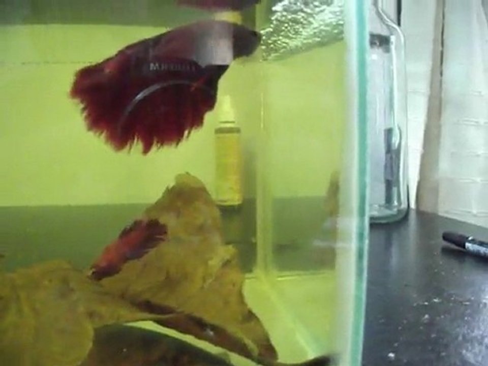 Video séquence accouplement Halfmoon super red 31:07:10