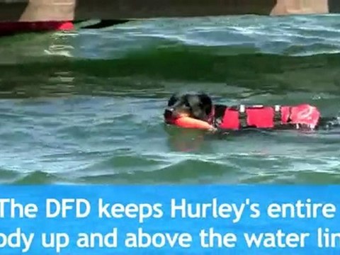 Dog Life Vests - Life Vests for Dogs