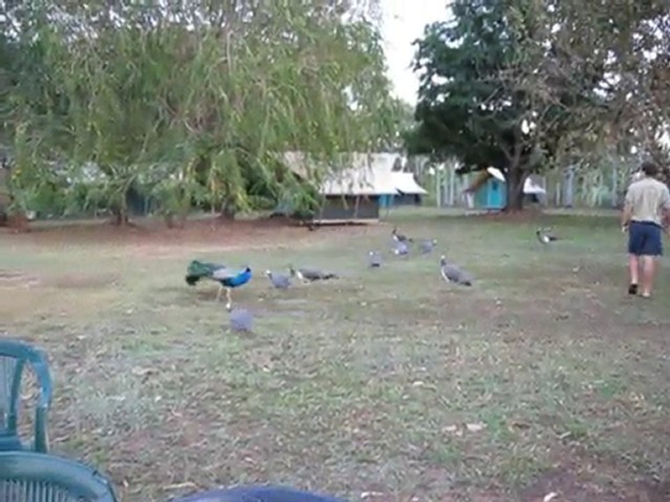 Le paon et ses copines à Mount Bundy Station Australie