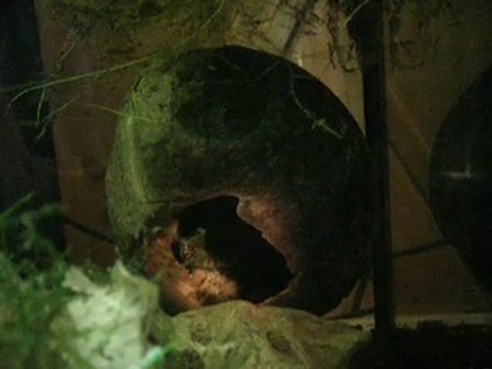 vidéo passage d'oeufs Chanoides 1