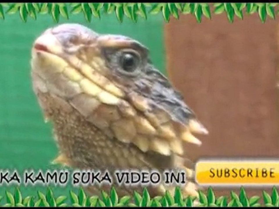 Kadal Berduri,Sungazer ( Cordylus giganteus )