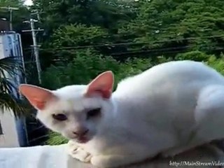 Kitteh Sleeps on Railing