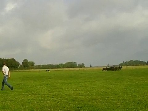 dixie entrainement troupeau du 15/09/2010 1er passage