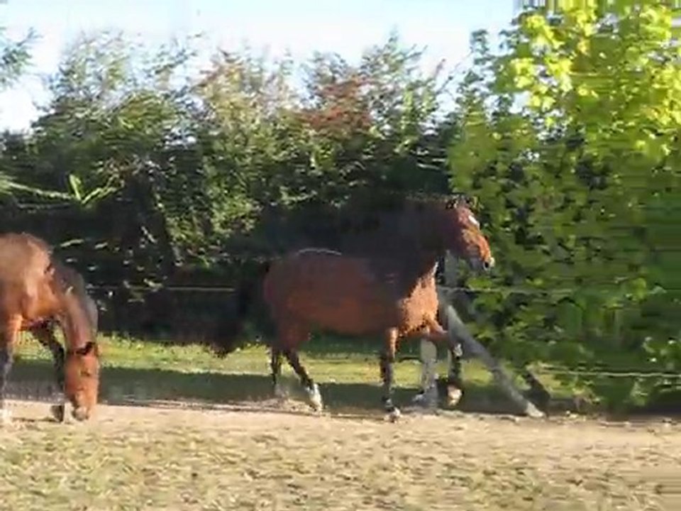 cokine et ses allures en 2010