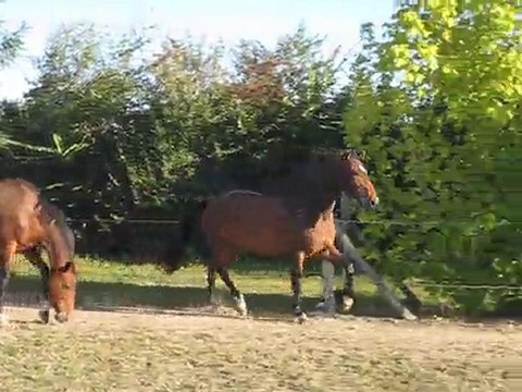 cokine et ses allures en 2010