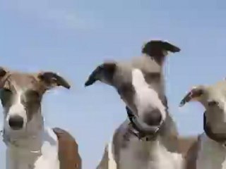 My Whippets and I
