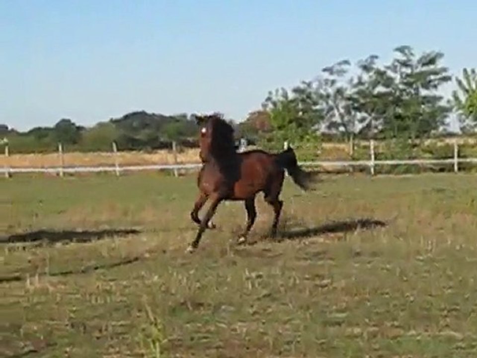 cokine et ses allures en 2010