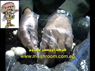 زراعة وإنتاج فطر عيش الغراب الأجاريكس مشروم - عش الغراب