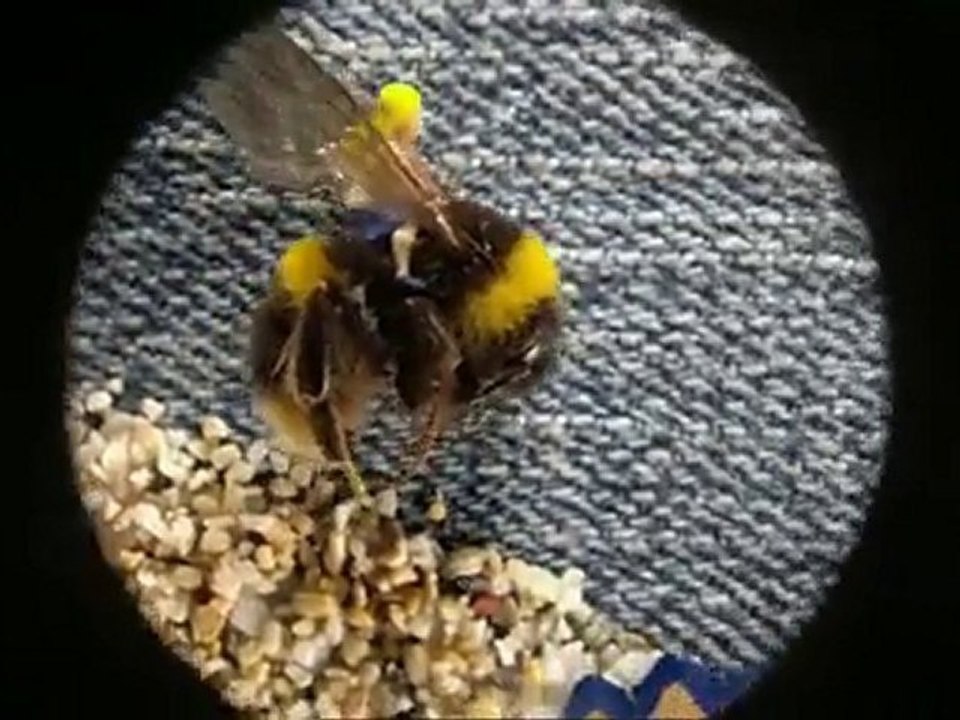 Petit film réalisé avec un nokia N8