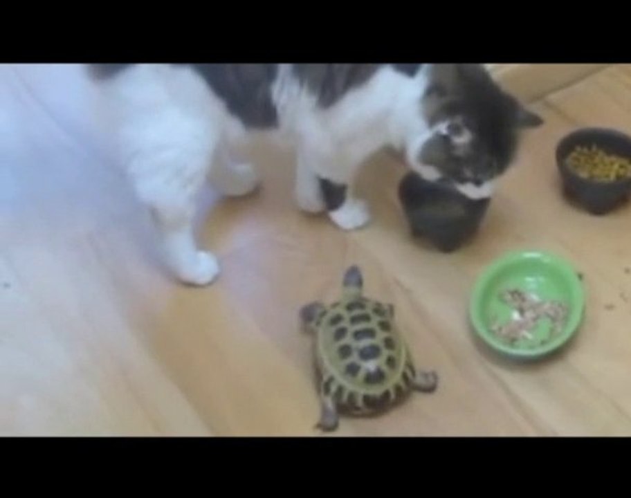 Une tortue effraie deux chats
