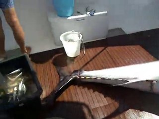 tuna fish, Leine surrt