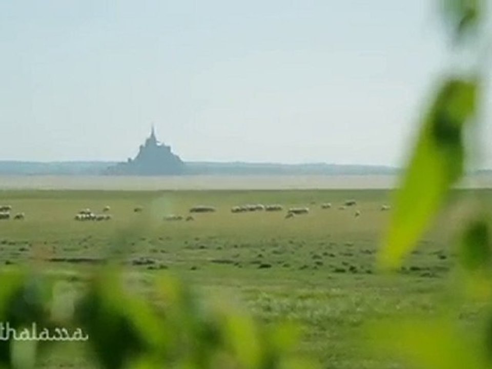 Thalassa - Agneaux prés salés de la baie du Mont-St-Michel