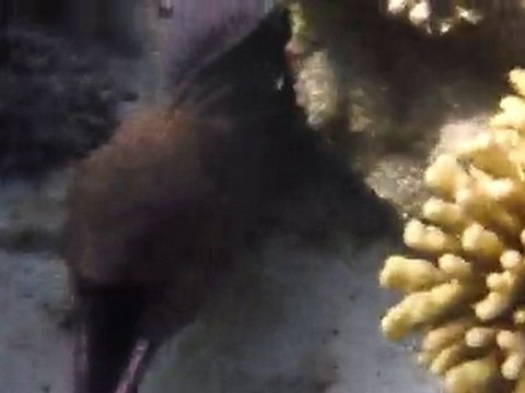 murène de très près