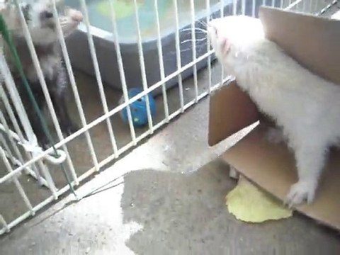 paquerette (asso furets de la 2eme chance 18sptembre 2010)