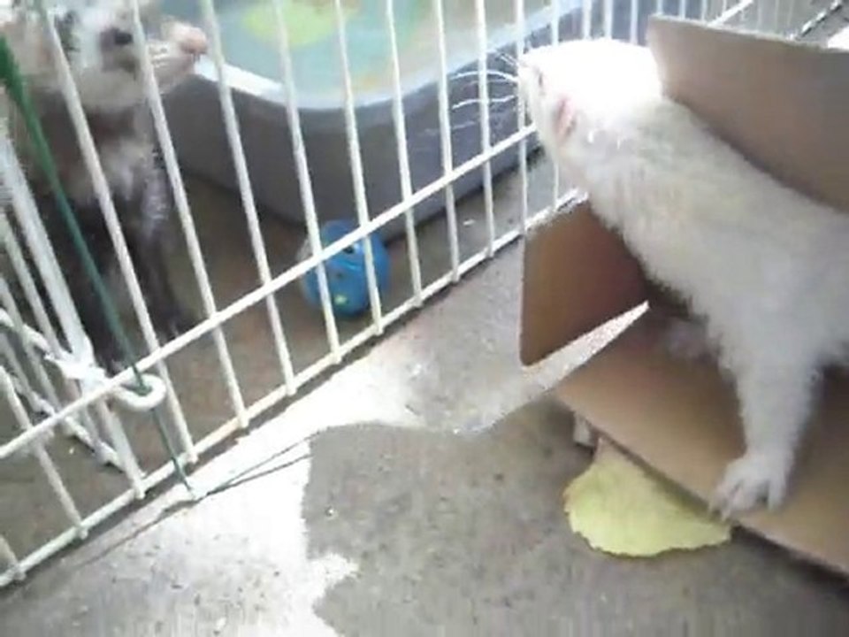 paquerette (asso furets de la 2eme chance 18sptembre 2010)