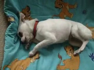 Mon chien en délire