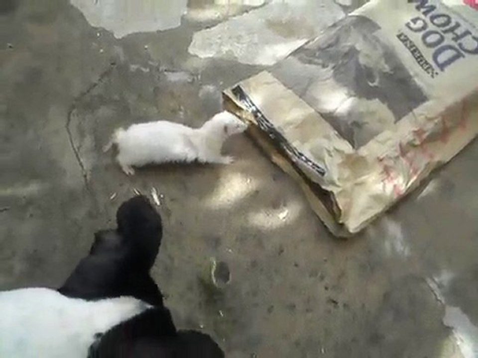 association les furets 2eme chance 18septembre 2010