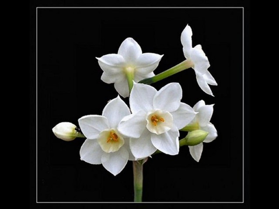 Fsrsca Gazel Semazen Onbir