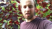 Herrenhof Episode #12 - Biodynamic Viticulture