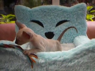 KHEOPS tout bébé chez ses éleveurs Olga et Pierre (Belgique)