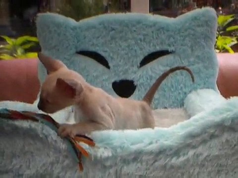 KHEOPS tout bébé chez ses éleveurs Olga et Pierre (Belgique)