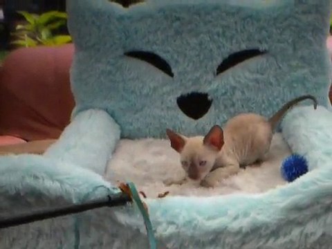 KHEOPS tout bébé chez ses éleveurs Olga et Pierre (Belgique)