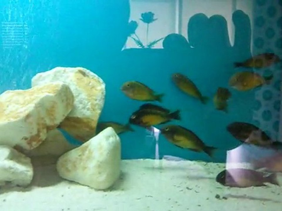 tropheus ilangi yellow-redrainbow