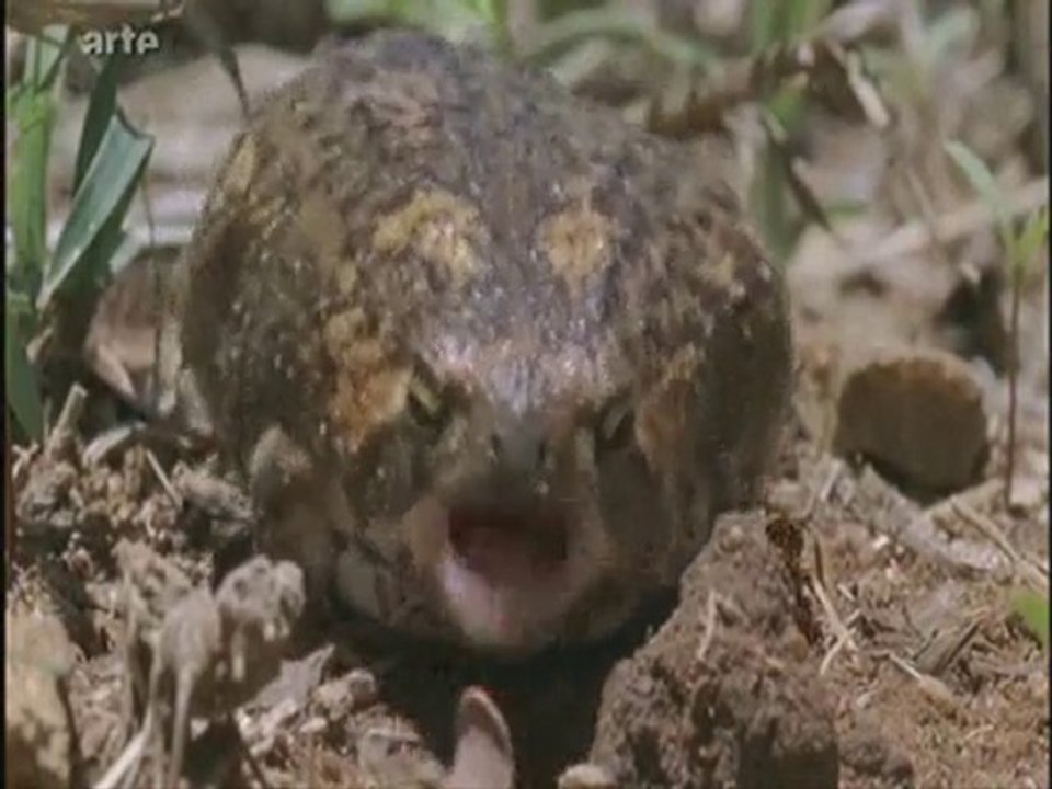 2/ les rois de la métamorphose( partie 3)