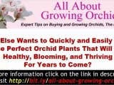 Growing Orchids - Orchid Care Made Easy - Discover the simpl