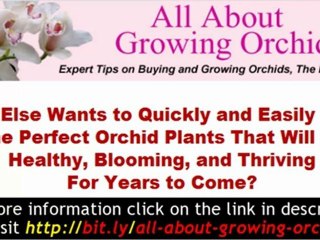 Growing Orchids - Orchid Care Made Easy - Discover the simpl