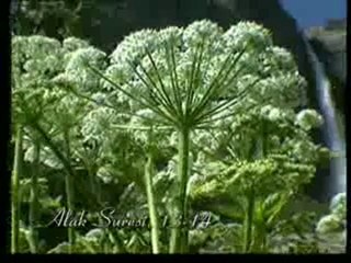 Kuran Meali: Alak Suresi