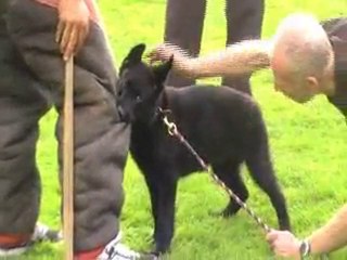 BAKARA VOM WOLFSFRIEDE à trois mois
